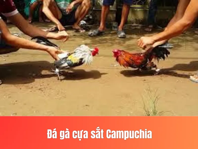 Đá gà cựa sắt Campuchia