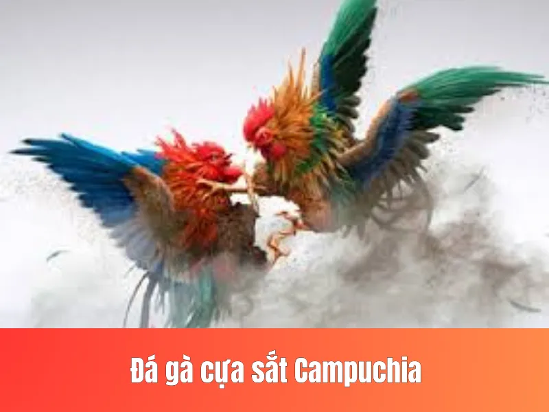 Đá gà cựa sắt Campuchia